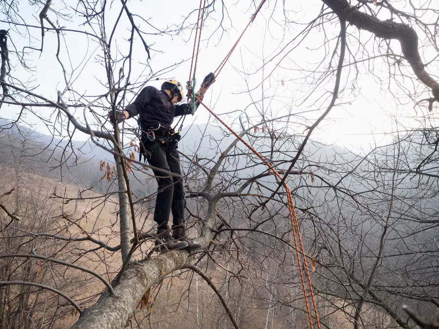 Potatura di un albero sopra la valle